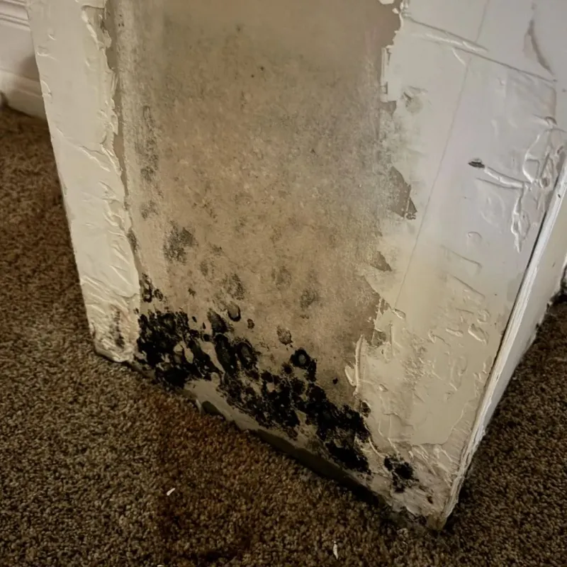 Professional Mold Removal in Falfurrias, TX